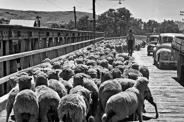 Prince Alfred Bridge timber road viaduct at Gundagai