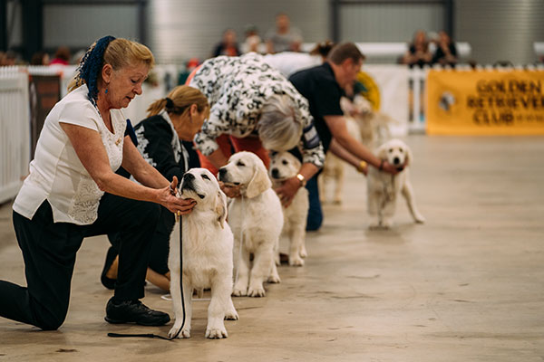 The Golden Retrievers Nationals event at Hawkesbury Showground's new multipurpose exhibition pavilion