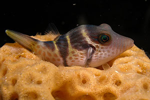 Sharpnose Pufferfish. Credit: David Harasti Sharpnose Pufferfish. Credit: David Harasti