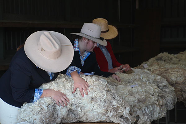 Wool classing is one of the many activities at Walgett Show Wool classing is one of the many activities at Walgett Show