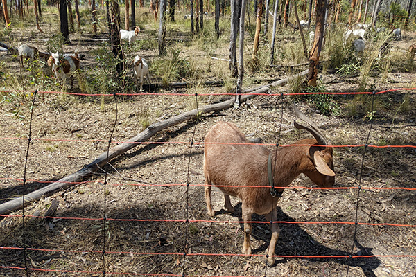 Crown land near Coolatai being used for goat trials to reduce bushfire risk.