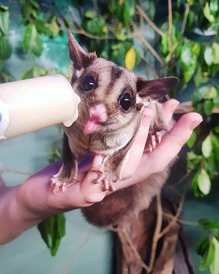 Ringtail possum being nursed back to health.