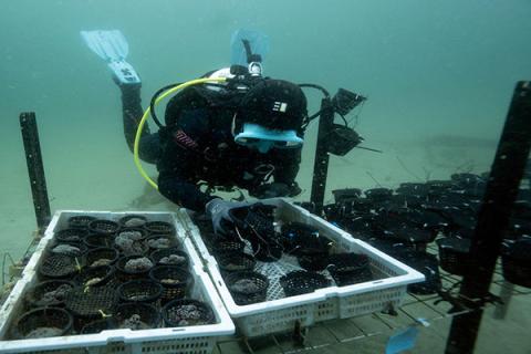 Pink coral being transplanted