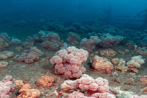 Pink Coral growing